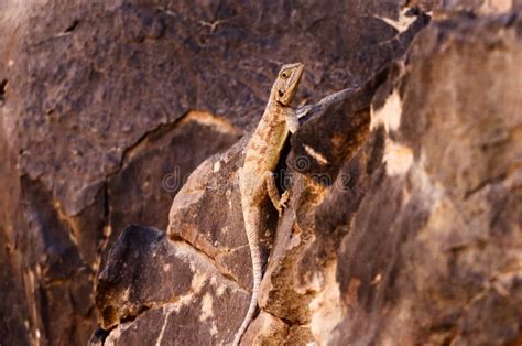 Desert Spiny Lizard Photograph by Emily Bristor