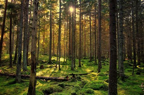 puszcza bialowieska informacje