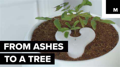 Putting Ashes In A Tree