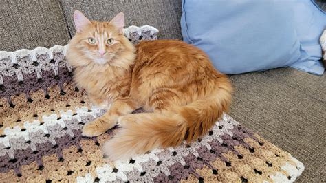Putting Blanket On Cat