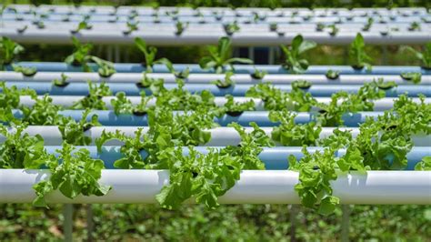 Pvc In Hydroponics