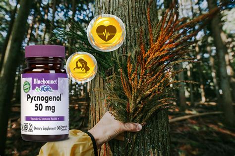 Pycnogenol Sperm Benefits