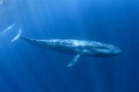 pygmy blue whale wikipedia