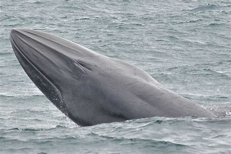 pygmy bryde's whale