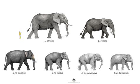 pygmy elephant size comparison