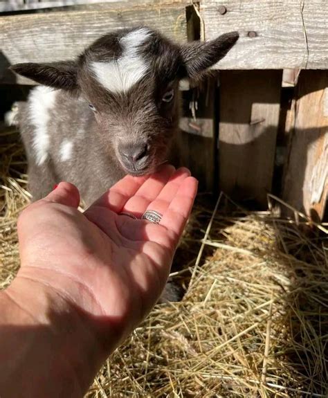 pygmy fainting goats for sale near me