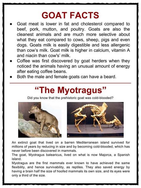 pygmy goat facts for kids