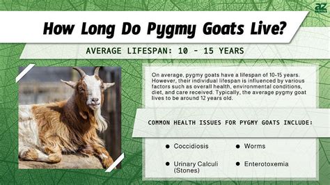 pygmy goat lifespan