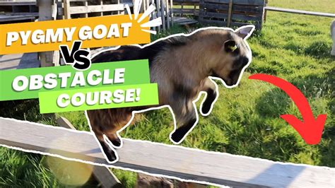 Pygmy Goat Obstacles