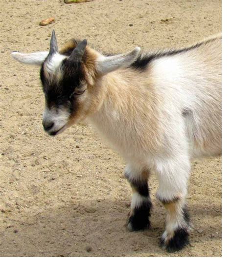 pygmy goat size and weight