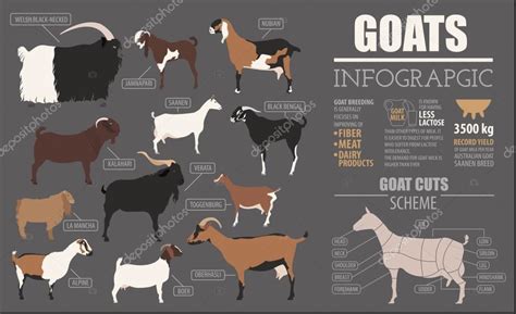 pygmy goat size chart