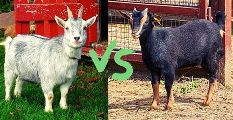 pygmy goat vs nigerian dwarf