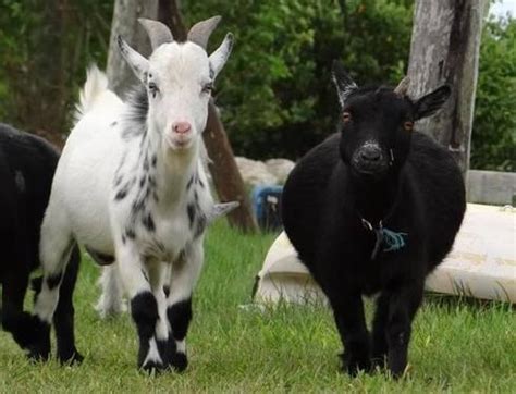 pygmy goats for sale florida
