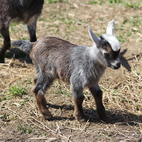 pygmy goats for sale in nc