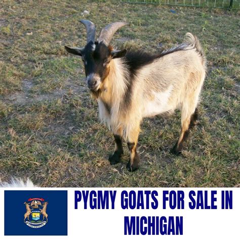pygmy goats for sale michigan