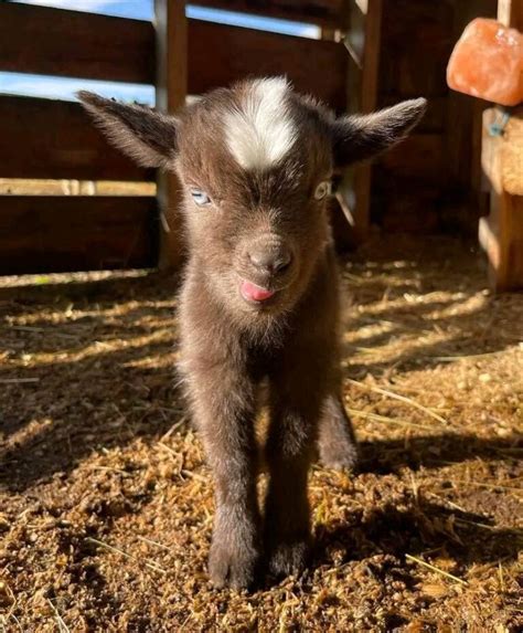 pygmy goats for sale near me