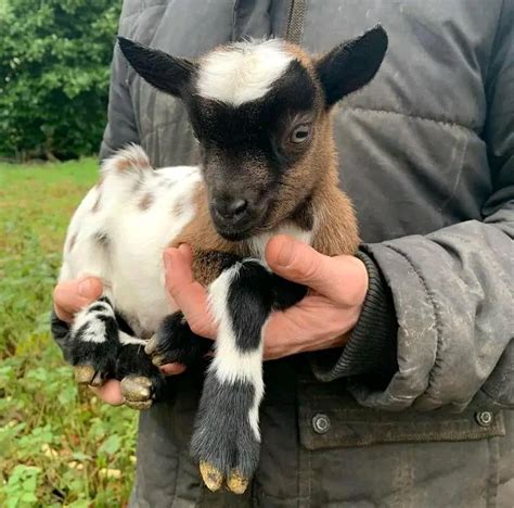 pygmy goats for sale near me uk