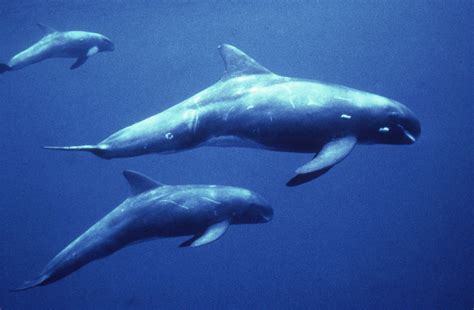 pygmy killer whale animal