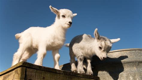 pygmy nigerian dwarf goat life span