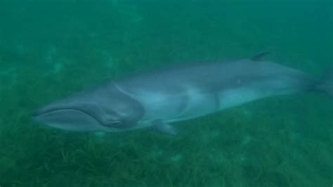pygmy right whale strandings in port lincoln