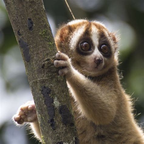 pygmy slow loris pet japan