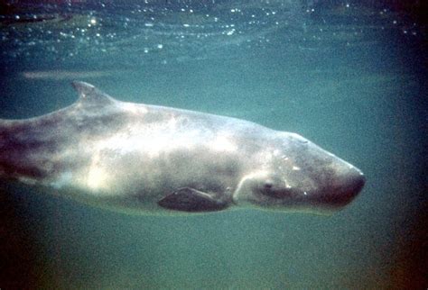 pygmy sperm whale