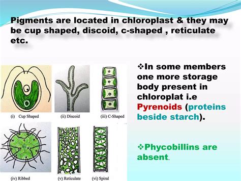 Pyrenoids Are Absent In Which Algae