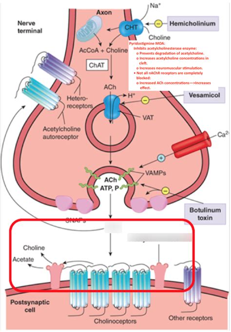 pyridostigmine and acetylcholine mechanism