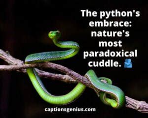python snake captions for instagram