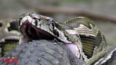 Python Vs Alligator Full Movie - Ovoyi