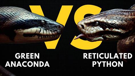 Python Vs Anaconda Video