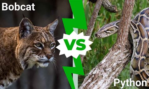 Python Vs Bobcat