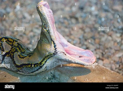 Opened mouth Python. stock photo. Image of anaconda 117978554