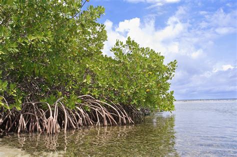 qu'est ce que la mangrove