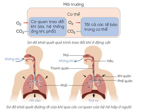 quá trình trao đổi khí ở phổi