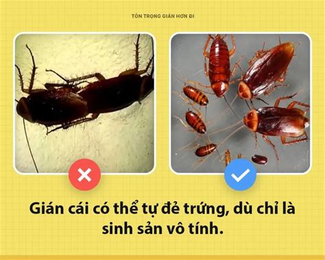 quật cường là gì