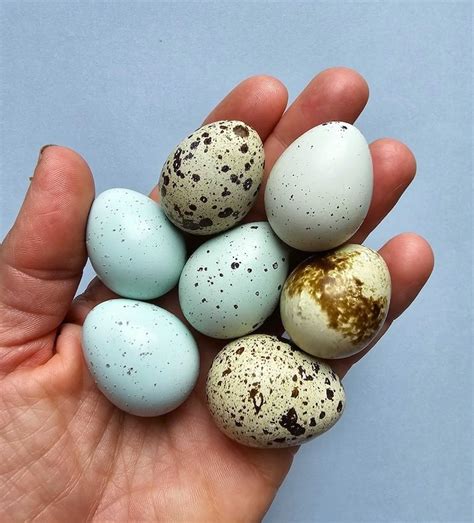 Quail Egg Layers