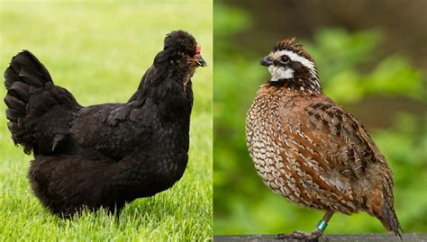 Discover 10 Insights quail vs chicken unveiling key bird farm differences