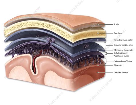 quais os tipos de meninges