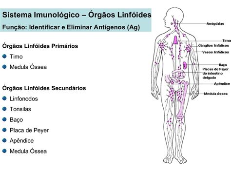 quais são os linfonodos