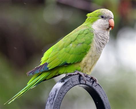 Quaker Parrot Birds For Sale Buffalo, NY 307539
