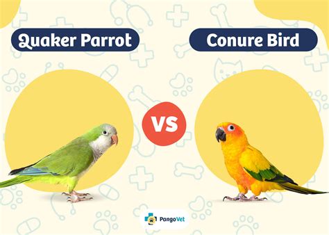 Discover 6 Insights quaker parrot vs conure Key Differences Revealed Now