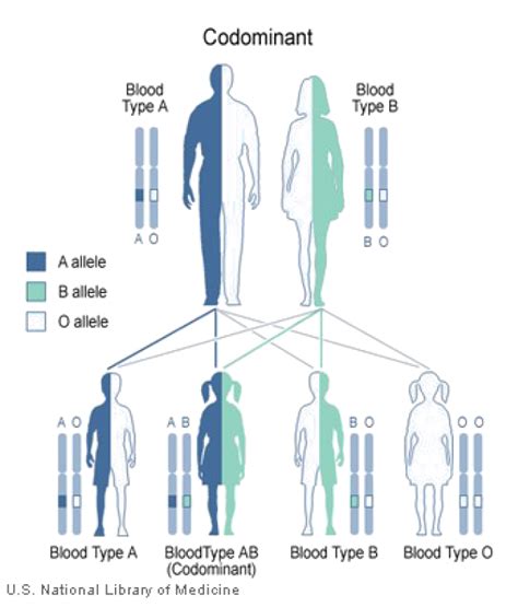qualitative inheritance example