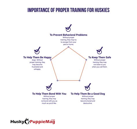 Qualities Of A Husky