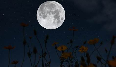 Pleine lune de mai 2021: Quand la lune des fleurs atteindra-t-elle son