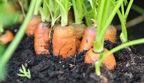 comment semer les carottes et les radis ? - YouTube