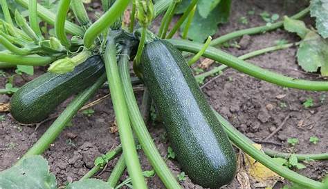 A.Petzold - Rustica - Jardin du Feyel Growing Zucchini, Butcher Block