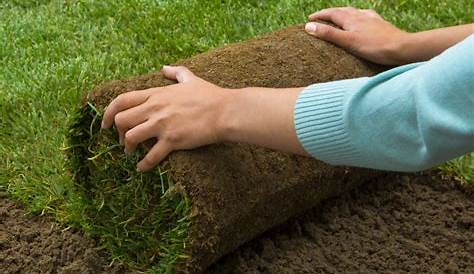 Semer du gazon : Quand et comment semer votre pelouse | Epinettes