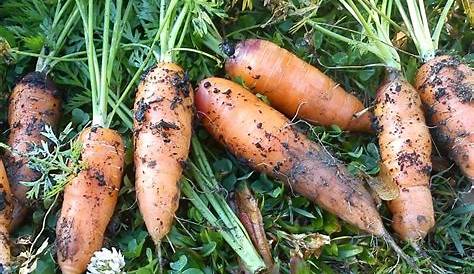 Quand semer et comment cultiver des carottes