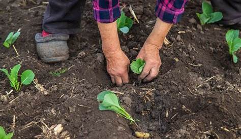 Tuto jardin - Planter des choux pour l'hiver - YouTube